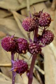 Fotografia da espécie Sciaphila secundiflora