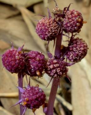 Fotografia 11 da espécie Sciaphila secundiflora no Jardim Botânico UTAD