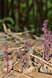 Fotografia da espécie Sciaphila secundiflora