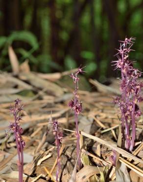 Fotografia 12 da espécie Sciaphila secundiflora no Jardim Botânico UTAD