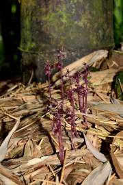 Fotografia da espécie Sciaphila secundiflora