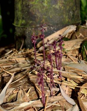 Fotografia 13 da espécie Sciaphila secundiflora no Jardim Botânico UTAD