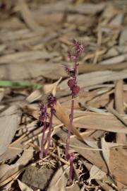 Fotografia da espécie Sciaphila secundiflora