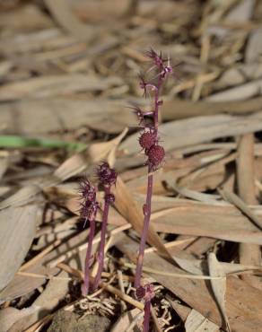 Fotografia 14 da espécie Sciaphila secundiflora no Jardim Botânico UTAD
