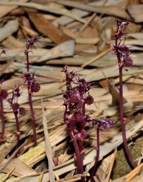Fotografia 15 da espécie Sciaphila secundiflora no Jardim Botânico UTAD