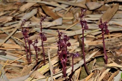 Fotografia da espécie Sciaphila secundiflora