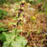 Fotografia 7 da espécie Epipactis tremolsii do Jardim Botânico UTAD