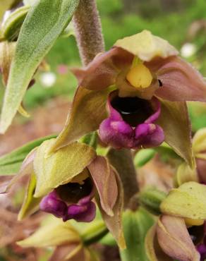 Fotografia 8 da espécie Epipactis tremolsii no Jardim Botânico UTAD