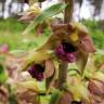 Fotografia 10 da espécie Epipactis tremolsii do Jardim Botânico UTAD