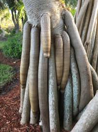 Fotografia da espécie Pandanus utilis