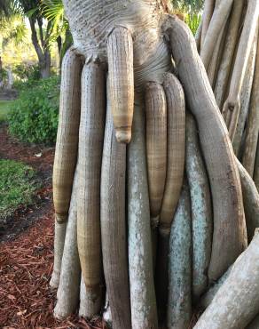 Fotografia 1 da espécie Pandanus utilis no Jardim Botânico UTAD
