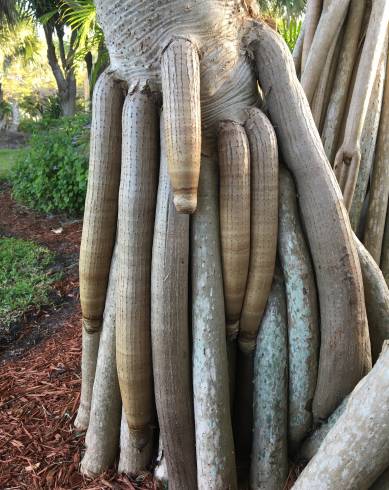 Fotografia de capa Pandanus utilis - do Jardim Botânico