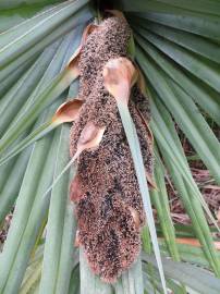 Fotografia da espécie Pandanus utilis