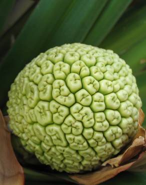 Fotografia 3 da espécie Pandanus utilis no Jardim Botânico UTAD