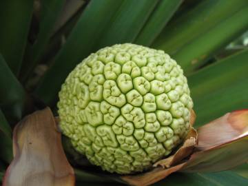 Fotografia da espécie Pandanus utilis