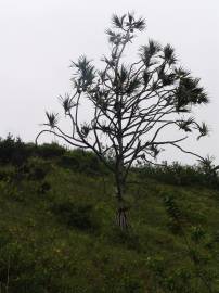 Fotografia da espécie Pandanus utilis