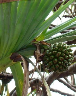 Fotografia 5 da espécie Pandanus utilis no Jardim Botânico UTAD
