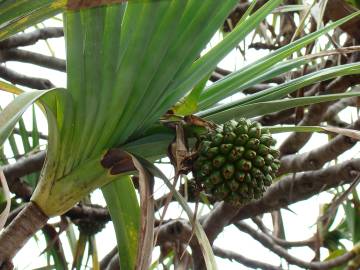 Fotografia da espécie Pandanus utilis