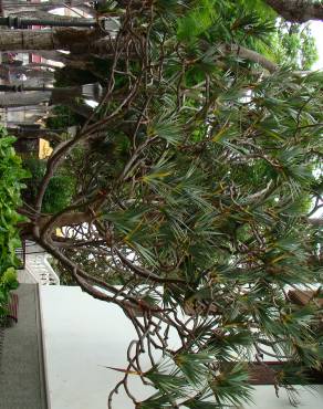 Fotografia 6 da espécie Pandanus utilis no Jardim Botânico UTAD