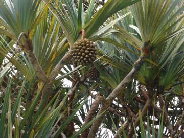 Fotografia da espécie Pandanus utilis