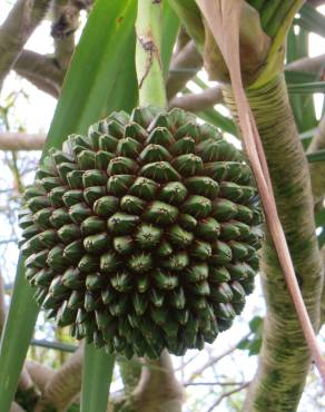 Fotografia 8 da espécie Pandanus utilis no Jardim Botânico UTAD