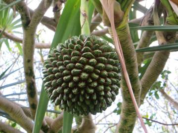 Fotografia da espécie Pandanus utilis
