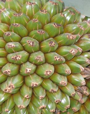 Fotografia 9 da espécie Pandanus utilis no Jardim Botânico UTAD