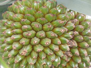 Fotografia da espécie Pandanus utilis