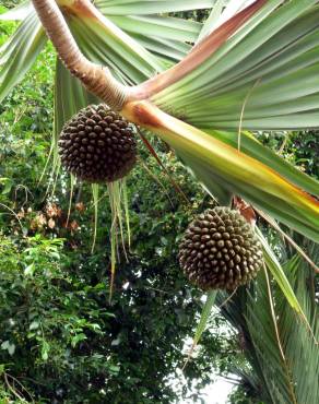 Fotografia 10 da espécie Pandanus utilis no Jardim Botânico UTAD