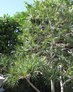 Fotografia 11 da espécie Pandanus utilis no Jardim Botânico UTAD