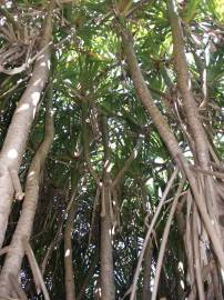 Fotografia da espécie Pandanus utilis