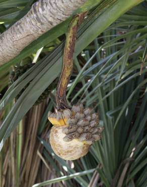 Fotografia 13 da espécie Pandanus utilis no Jardim Botânico UTAD