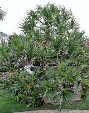 Fotografia 14 da espécie Pandanus utilis no Jardim Botânico UTAD