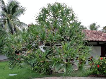 Fotografia da espécie Pandanus utilis