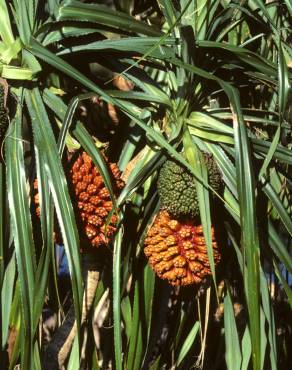 Fotografia 15 da espécie Pandanus utilis no Jardim Botânico UTAD