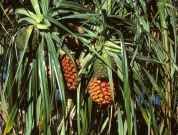 Fotografia da espécie Pandanus utilis