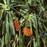 Fotografia 15 da espécie Pandanus utilis do Jardim Botânico UTAD