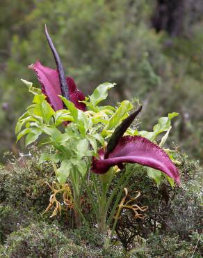 Fotografia 11 da espécie Dracunculus vulgaris no Jardim Botânico UTAD