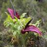 Fotografia 11 da espécie Dracunculus vulgaris do Jardim Botânico UTAD