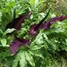 Fotografia 12 da espécie Dracunculus vulgaris do Jardim Botânico UTAD