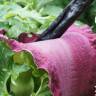 Fotografia 13 da espécie Dracunculus vulgaris do Jardim Botânico UTAD