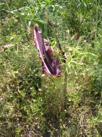 Fotografia da espécie Dracunculus vulgaris