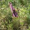 Fotografia 14 da espécie Dracunculus vulgaris do Jardim Botânico UTAD