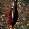 Fotografia 15 da espécie Dracunculus vulgaris do Jardim Botânico UTAD