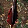 Fotografia 15 da espécie Dracunculus vulgaris do Jardim Botânico UTAD