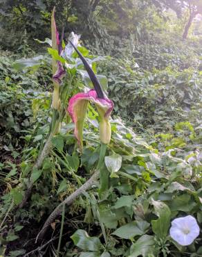 Fotografia 16 da espécie Dracunculus vulgaris no Jardim Botânico UTAD