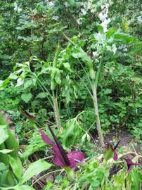 Fotografia da espécie Dracunculus vulgaris