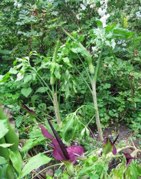 Fotografia 17 da espécie Dracunculus vulgaris no Jardim Botânico UTAD