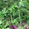 Fotografia 17 da espécie Dracunculus vulgaris do Jardim Botânico UTAD