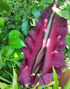 Fotografia 18 da espécie Dracunculus vulgaris no Jardim Botânico UTAD